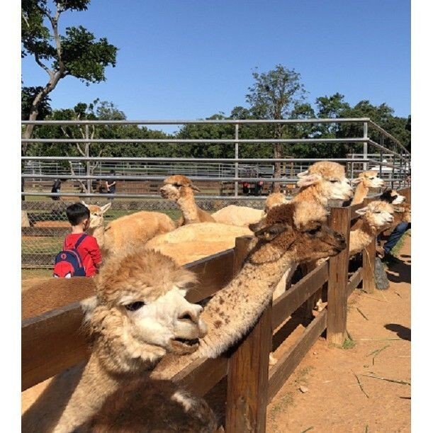 桃園 埔心牧場 牧場門票 味全埔心牧場