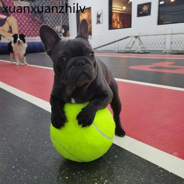 大號網球簽名球狗狗玩的彈力球玩具充氣大球柯基薩摩耶十倍快樂