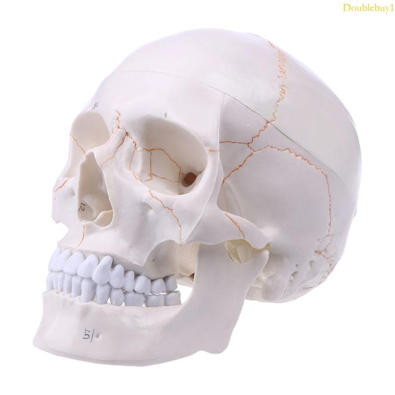 Dou 真人大小人體頭骨模型解剖解剖醫學教學頭骨適用於 Hea
