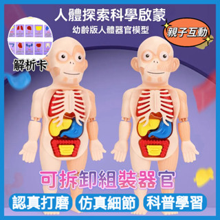 ✨臺灣出貨✨ 人體探索拼裝模型 人體模型 兒童科普模型 模擬骨骼模型 早教認知 兒童探索玩具 骨架構造玩具 兒童學習玩具