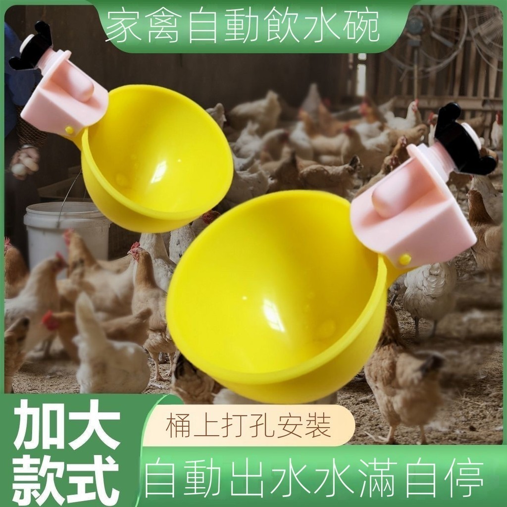 🔥臺灣精選好物🔥 加大號 雞鴨鵝自動飲水器 鴿子鵪鶉喂喝水碗 家禽雞水碗