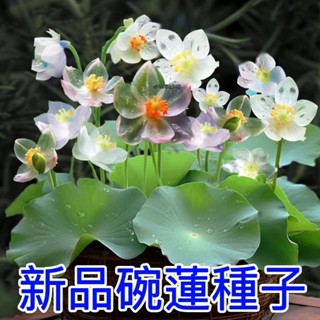 👍✔已開口【碗蓮種子】新品碗蓮種子 一葉蓮 水蓮 四季種植 水培水養 水耕植物 水培碗蓮種子 植物睡蓮 蓮花種子盆栽種子