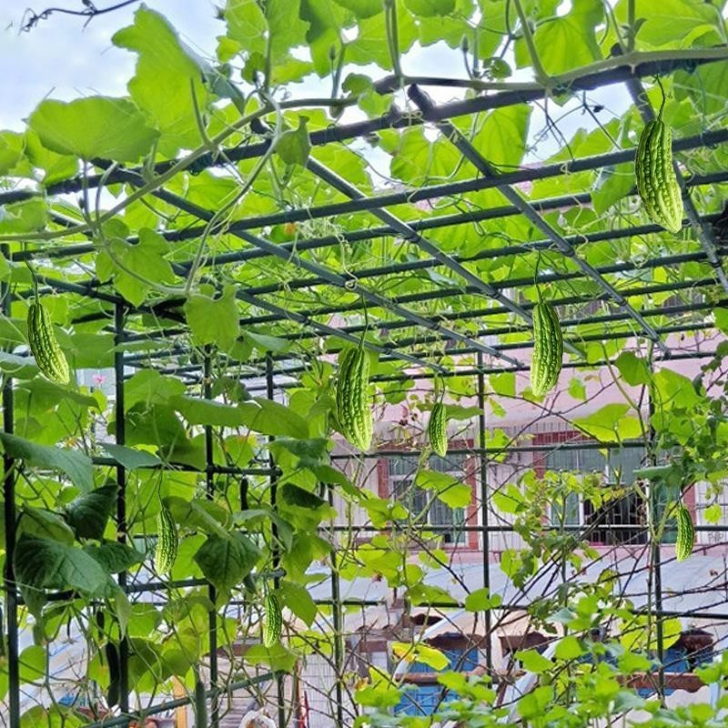 、戶外庭院葡萄架組裝支架百香果苦瓜攀爬架鐵藝棚架陽台植物爬藤架