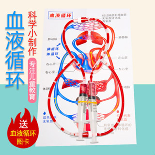 🌈steam小學生科學實驗器材DIY人體血液迴圈模型幼兒園科技小製作