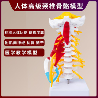 高品質人體頸椎帶肌肉神經腦幹枕骨脊椎脊柱醫學教學解剖骨骼模型可拆裝