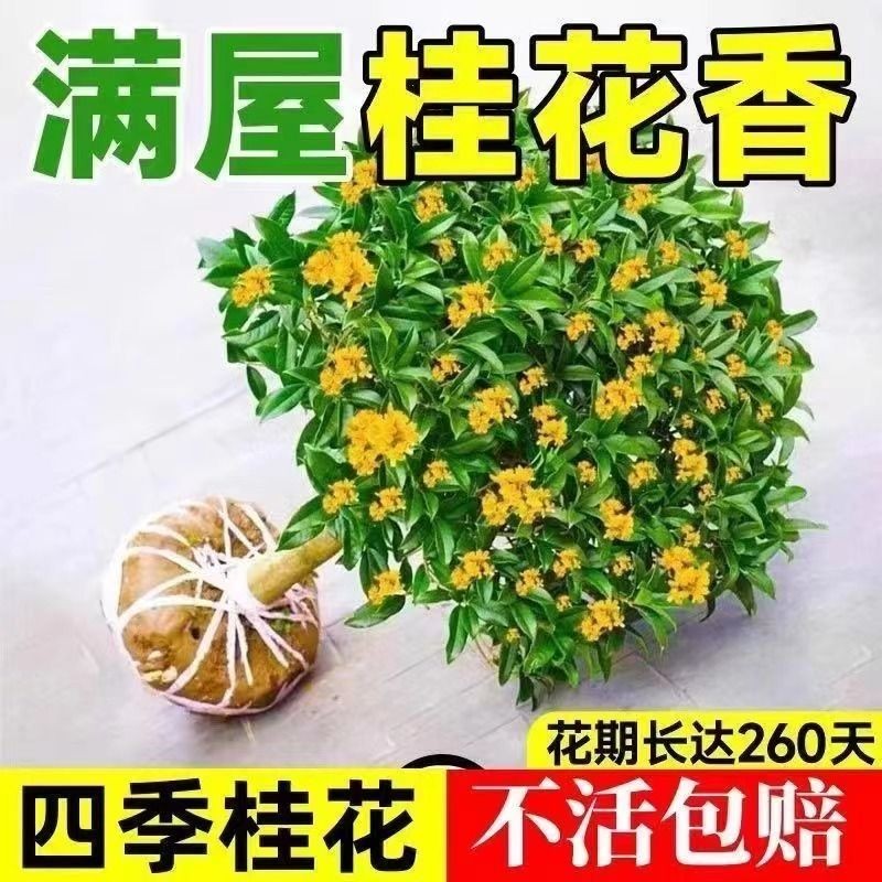 桂花樹苗 桂花苗 品種 金桂 四季桂 室內外 濃香型 陽台 花卉 綠植 庭院 盆景