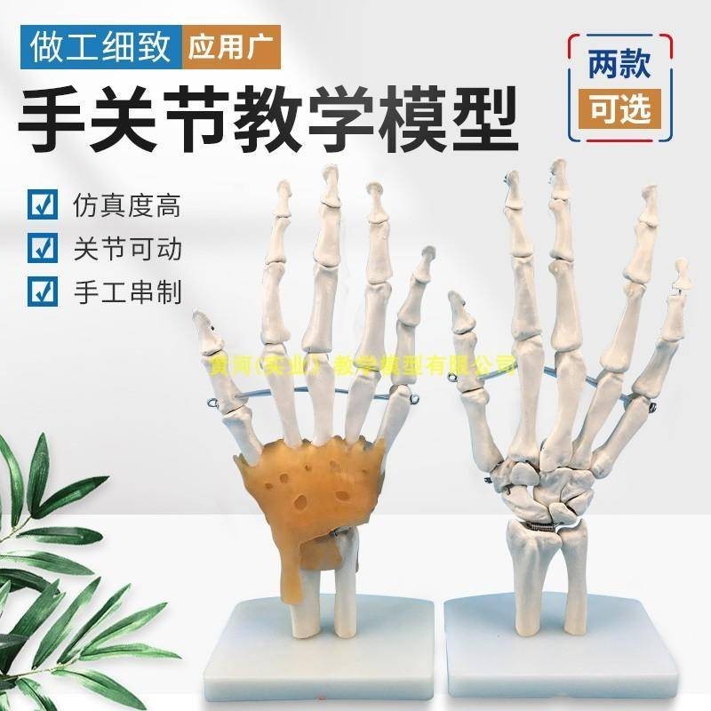 【教學模型】成人手關節模型手關節附韌模型 手掌骨骨骼模型 手關節功能模型.K8