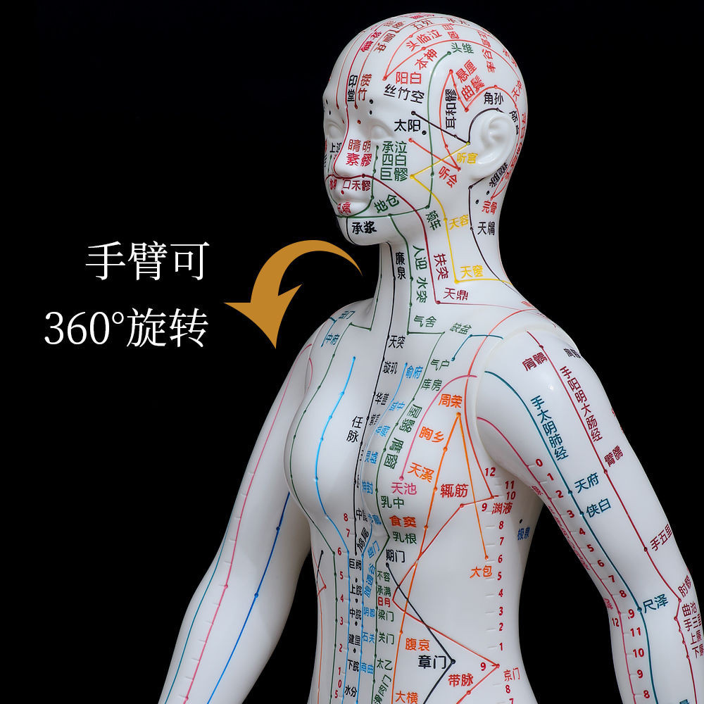 好品質鍼灸穴位人體模型中醫經絡小銅人鍼灸模型初學者入門全身經絡穴位