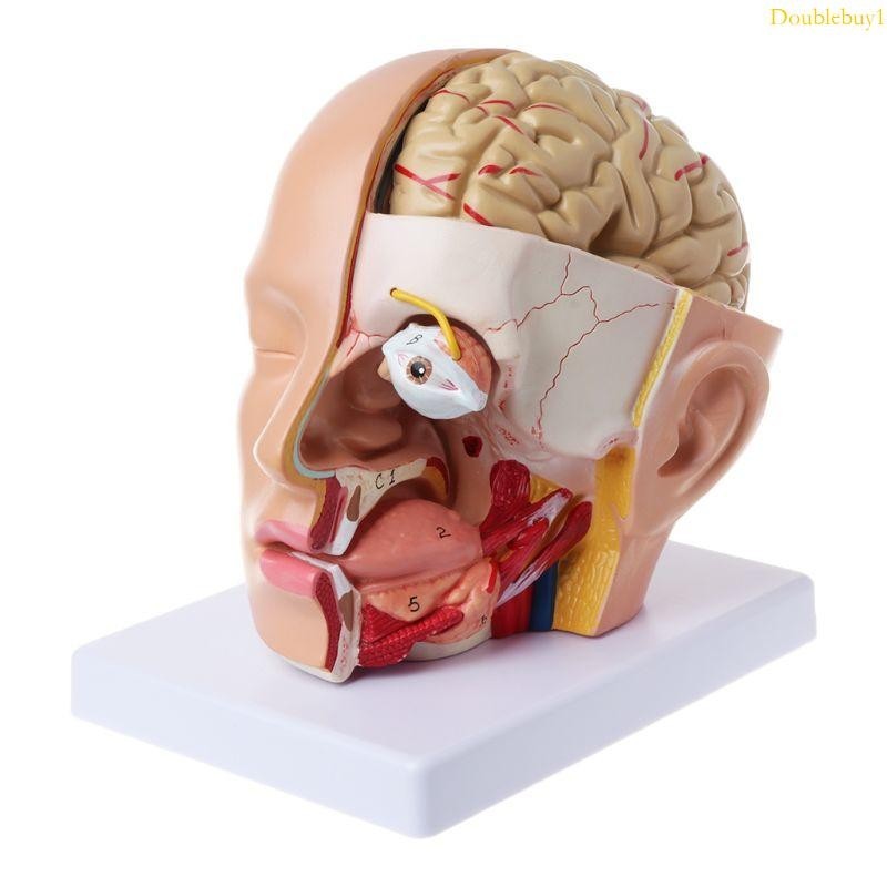 Dou 頭部頭骨大腦腦椎骨動脈解剖模型教學人體解剖模型