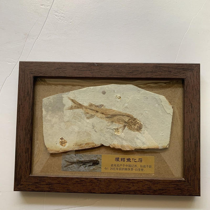 狼鰭魚化石標本框外尺17*12CM#朝陽魚化石原石真品朝陽出貨diy