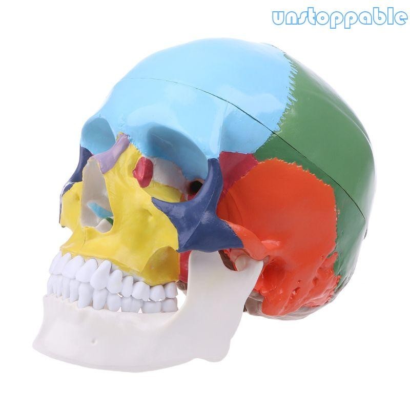 Un* 真人大小彩色人體頭骨模型解剖解剖醫學教學骨架