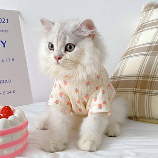 貓咪衣服防掉毛布偶英短寵物夏天藍貓小貓的空調背心貓貓薄款夏季