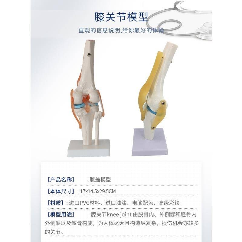 【教學模型】人體膝關節功能模型肩關節肘關節手關節腳關節髖關節可動骨骼模型.K8