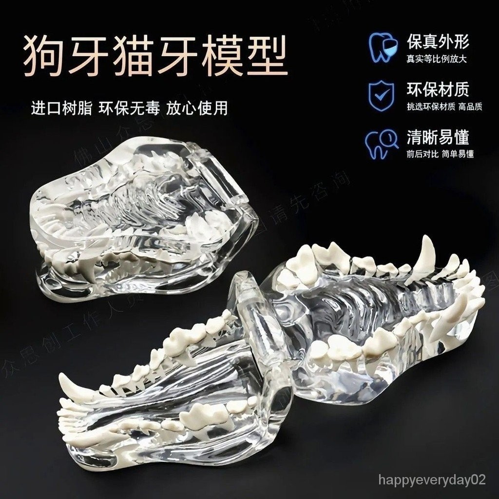 LDAL 仿真模具 模型 仿真獸醫寵物牙齒模型透明狗牙貓牙口腔教學演示動物樹脂模具