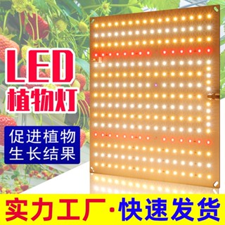 植物燈led多肉補光燈50W全光譜植物生長燈量子闆溫室大棚育苗種植