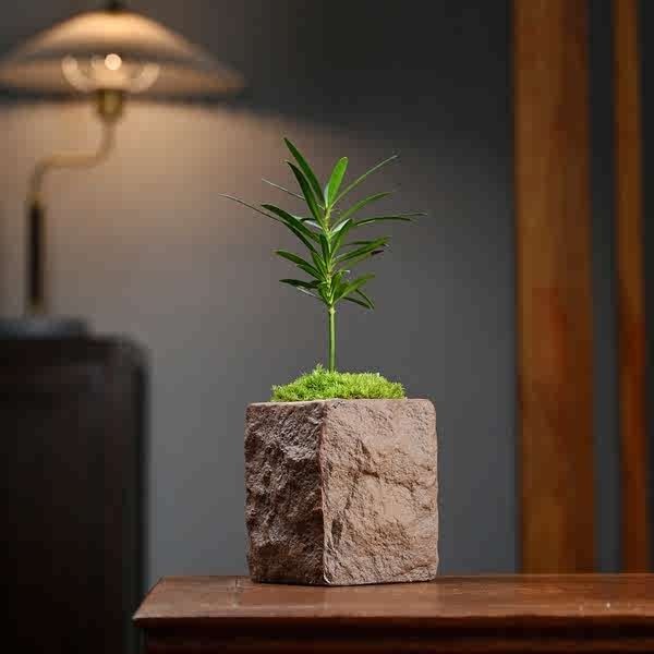 文竹海島羅漢松微型盆栽茶桌面小綠植擺件拇指盆景超迷你裝飾擺設