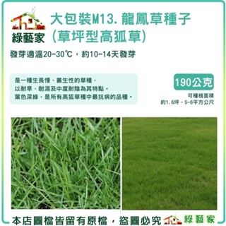 【綠藝家】大包裝M13龍鳳草種子190克(草坪型高狐草) 草皮種子 龍鳳草種子 草皮種子大包裝