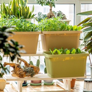 園藝花盆 愛麗思陽臺種菜盆傢庭長方形蔬菜種植大號長條盆愛麗絲傢用大花盆
