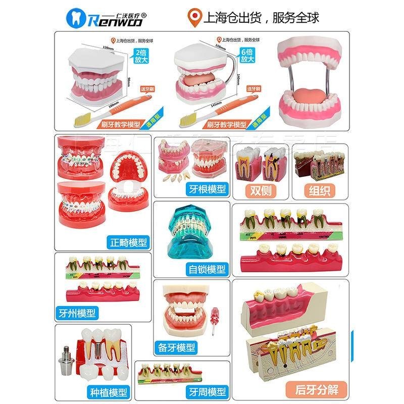 【仁沃】牙齒模型口腔教學 兒童刷牙教具正畸修復種植牙醫患溝通 牙科模型