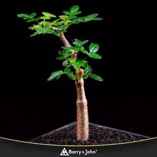 ｜羽葉沒藥｜滔天橄欖｜Commiphora monstruosa｜