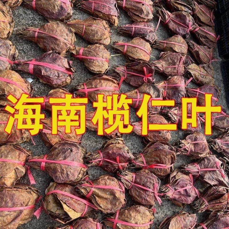 鬥魚欖仁葉海南懶人葉繁殖七彩神仙烏龜降酸性濾材值黃水