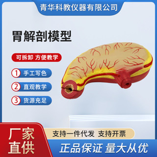 「教育機構專用」青華胃解剖模型正常胃解剖教學儀器人體器官醫學演示學生實驗教材
