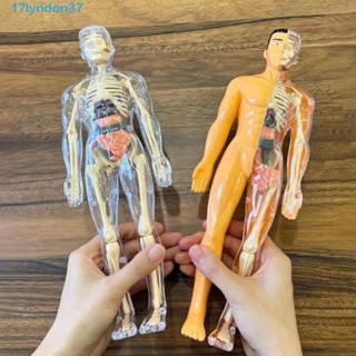 LYNDONB科學認知益智玩具,透明塑膠3d人體軀幹模型,蒙臺梭利教育玩具DIY人體模型兒童骨架模型