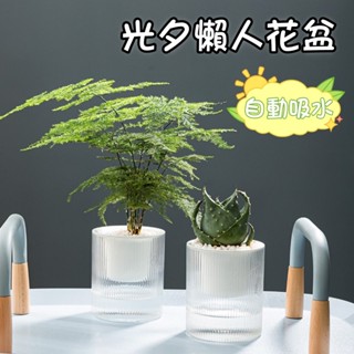 光夕水培花盆【臺灣現貨】自動吸水 可儲水 懶人花盆 吸水花盆 水耕 透明花盆 室內花盆 辦公桌花盆 水培花盆