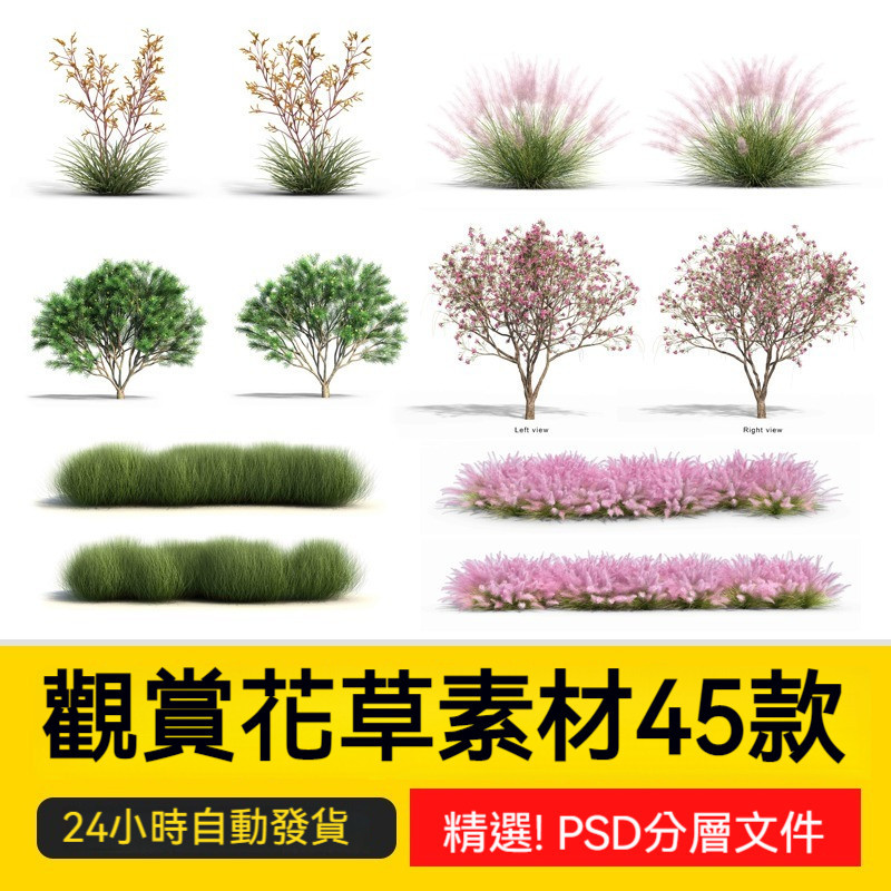 植物景觀花草PSD觀賞草狼尾草蘆葦草叢細葉芒效果圖ps效果圖素材