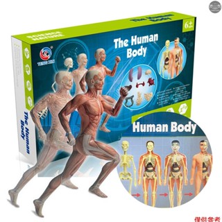 人體模型器官和骨骼簡單組裝學習工具套件解剖模型展示 STEM 教育禮品教學用品