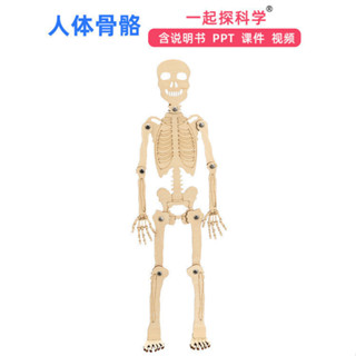 STEAM教育 科學小實驗 DIY 人體骨骼模型科技小製作骨架拼裝教具兒童益智手工製作材料包