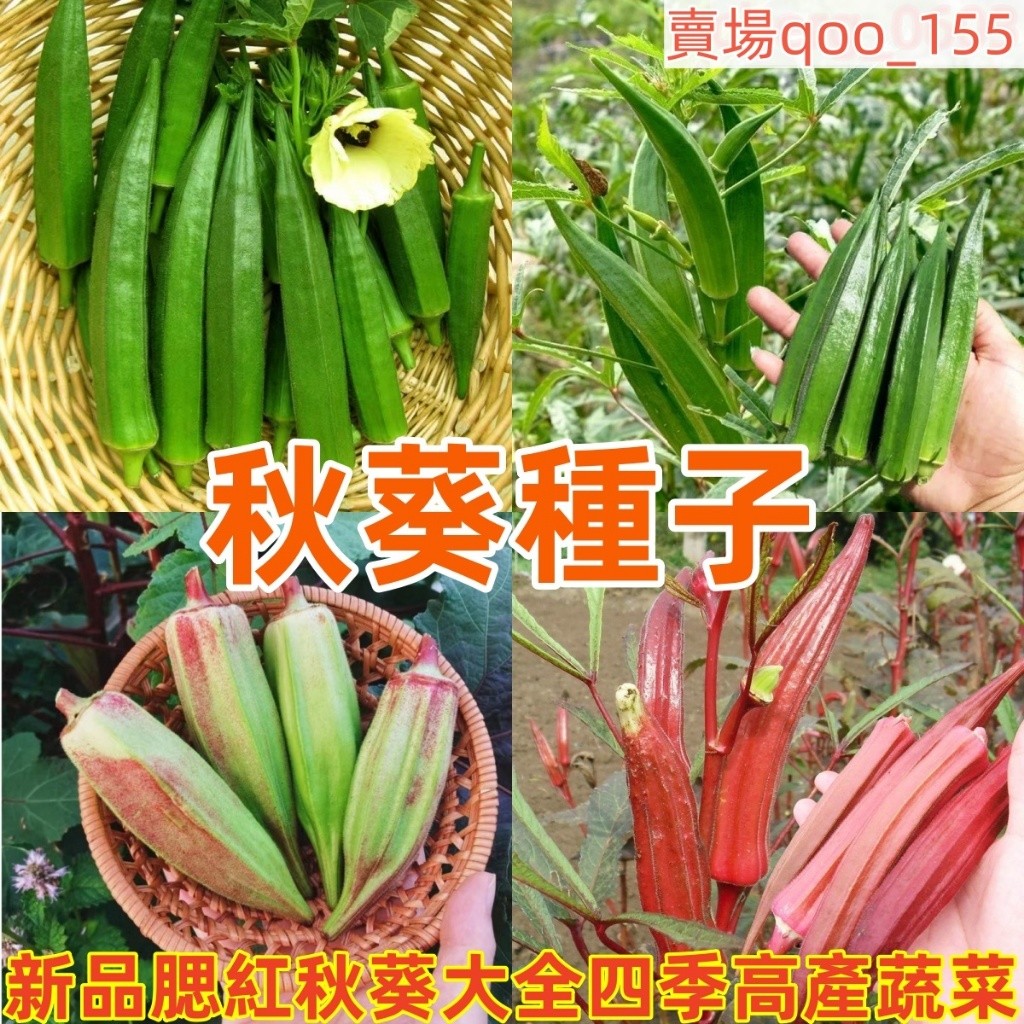 【秋葵種子】新品腮紅秋葵 水果秋葵 四季高產 耐熱耐曬耐高溫蔬菜籽 黃秋葵 紅秋葵 蔬菜種子四季種植