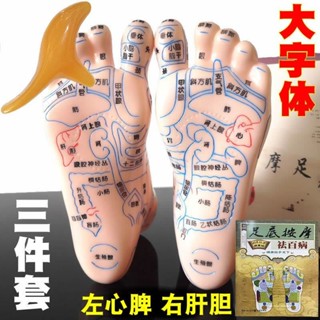 /熱點底按摩腳穴位模型足部模型雙足底反射區人體足療塑膠腳模小腳丫足部按摩足部穴位模型足模雙足模型