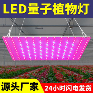植物燈泡 LED植物燈 45W紅藍光譜 植物生長燈 2835大棚蔬菜種植燈量子