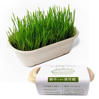 CATWANT 貓咪旺農場 小麥草DIY種植組 安心栽種容易 維護腸道保健 貓草 貓零食『WANG』