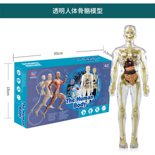 【小白玩具屋】💥科學實驗 早教玩具 兒童早教玩具 探索 人體生命 科學實驗室 器官模型 骨骼骨架 構造 爆款