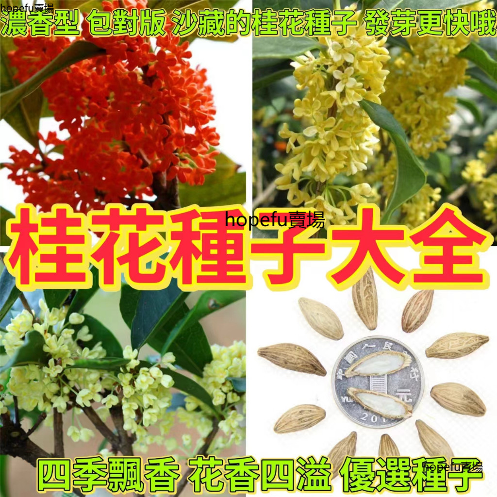 💯正品現貨現發🔥桂花種子 桂花種子大全 四季種植桂花種子 金桂沉香 銀桂 金桂 庭院陽台 四季桂種子 發芽率高