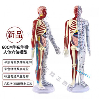 超清晰半皮半骨人體模型 60CM人體針灸模型 半肌肉骨骼模型 內臟模型 中醫經絡穴位模型 人體模型 經絡神經走向模型