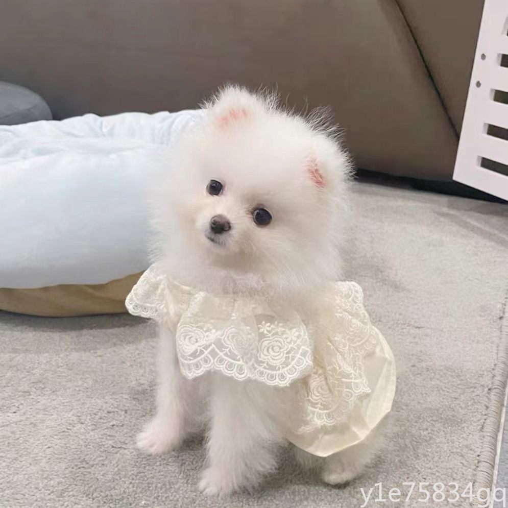 🔥網友熱推 【2374人好評】狗狗裙子小狗夏季春秋衣服寵物小型犬泰迪比熊博美茶杯犬貓咪薄款 台灣出貨🔥