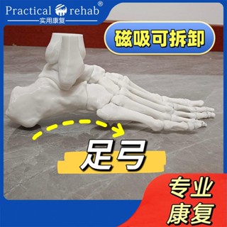 MD-H5 磁吸動態踝足模型腳教具足弓實用康復關節腳趾松(可開發票)