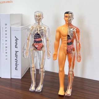 GIOVANNIA科學認知益智玩具,施工塑膠3d人體軀幹模型,教育玩具蒙臺梭利透明兒童骨架模型