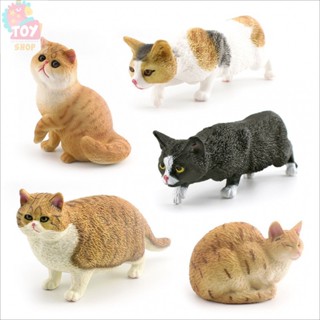 兒童科教認知玩具 模擬寵物貓咪動物模型 短毛肥貓田園貓波斯貓桌面玩偶擺件