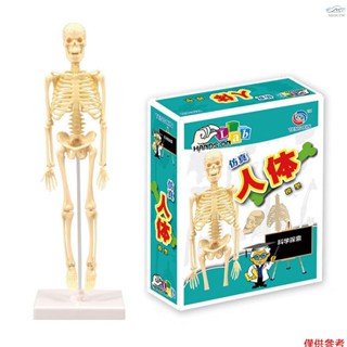 人體模型骨架簡單組裝學習工具套件解剖模型展示STEM教育禮品教學用品