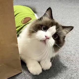 【森呼吸甄選】寵物衣服春秋薄款泰迪比熊博美貓咪雪納瑞狗狗衣服夏季小型犬背心寵物用品寵物用品大全
