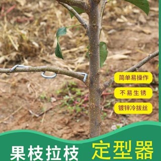 壓枝器 m型壓枝神器 果樹拉枝器 拉枝器 果樹壓枝器 樹枝固定 果樹拉枝定型器 壓枝器 壓枝神器 拉枝整型器 園藝工具