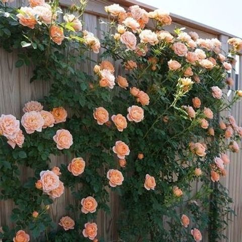 全網最低價【四季开花】藤本月季花苗特大花爬藤蔷薇玫瑰花苗四季开花庭院花园植物易成活
