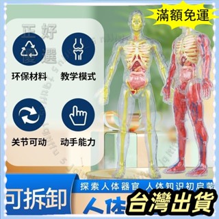 🌟臺灣發貨+統編🌟【限時5折🌟】人體骨骼器官解剖模型兒童拚裝認知玩具肌青少年模擬醫學敎具