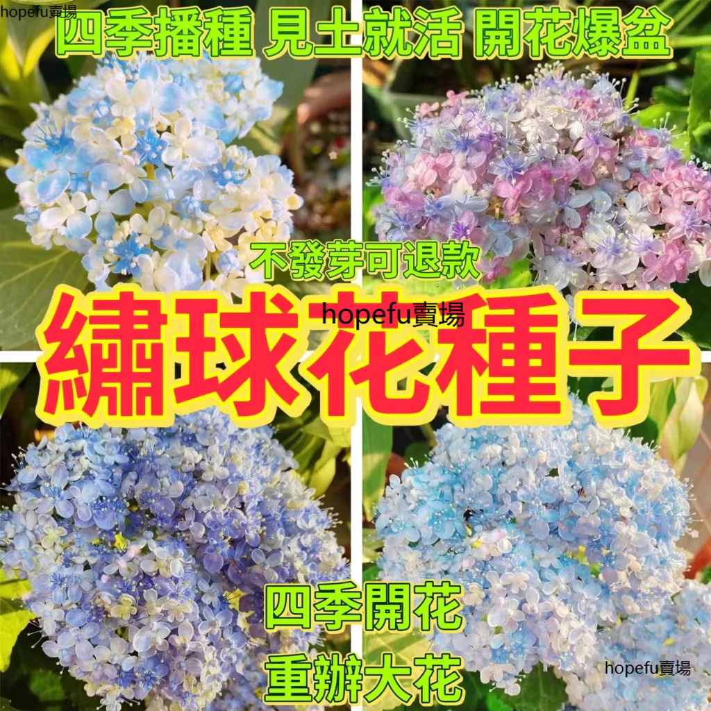 現貨現發 🔥繡球花種子🍓三河千鳥繡球 無盡夏繡球花種子 四季播開花不斷 陽台庭院種植七彩繡球花 盆栽花卉種子