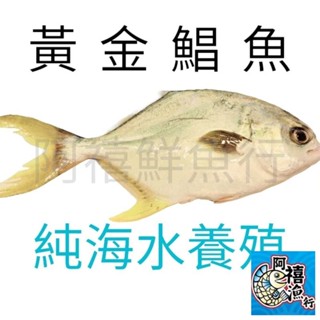 板橋阿禧鮮魚 黃金鯧 紅衫 金鯧魚 武鯧魚全家冷凍 799元免運費 現貨