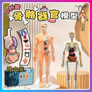 臺灣隔日達 人體拼裝模型 人體模擬模型 人體器官模型 人體器官玩具 玩具 科敎類玩具 人體骨架模型 人體器官玩具